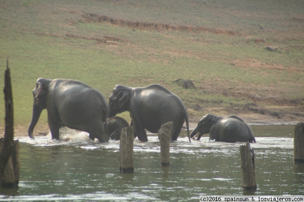 Thekkady y P.N. de Periyar: por las montañas de Kerala - Aventura por el Sur de la India con Niños Pequeños (6)