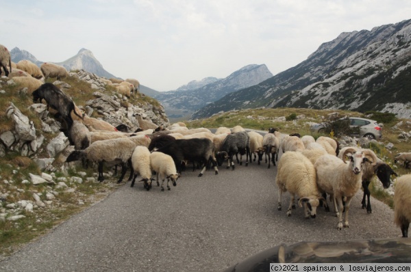 Carretera de Montaña - Durmitor
Carretera de montaña típica de montaña en Montenegro
