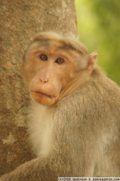 Mono blanco P.N. Periyar - Kerala Fotos de India ✈️ Los Viajeros