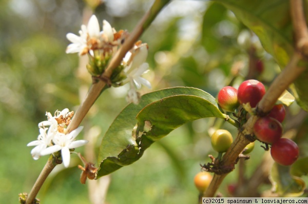 Café de Boquete
Una plantación de Café de Boquete. En la imagen podemos ver tanto flores de café, como el fruto ya maduro.
