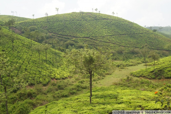 Thekkady y P.N. de Periyar: por las montañas de Kerala - Aventura por el Sur de la India con Niños Pequeños (8)