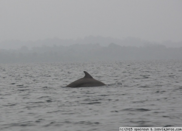 Otro Delfín en Bahía de los Delfines - Bocas del Toro
Otro delfín saliendo a la superficie en la Bahía del los Delfines.
