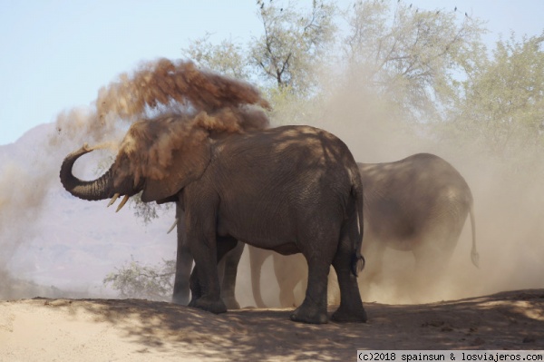 Elefantes del desierto - Huab River, Twyfelfontein, Damaraland
Elefantes dándose un baño de polvo en el río Huab
