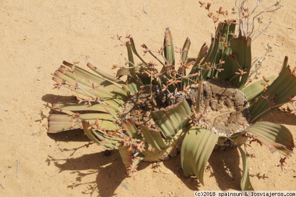 Welwitschia mirabilis, Bosque Petrificado, Khorixas
Welwitschia mirabilis o la Welwitschia maravillosa, símbolo nacional de Namibia. Es una planta endémica del desierto del Namib que se cree que puede vivir más de 1000 años. Este ejemplar se cree que tiene mas de 100. Sin embargo no es la especie más antigua del bosque petrificado.
