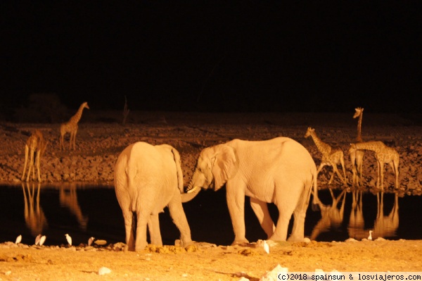 Charca del Campamento de Okaukuejo, Parque Nacional de Etosha
Charca del Campamento de Okaukuejo una de las mejores del Parque Nacional de Etosha. En la imagen, elefantes, jirafas y rinocerontes alrededor de la charca.
