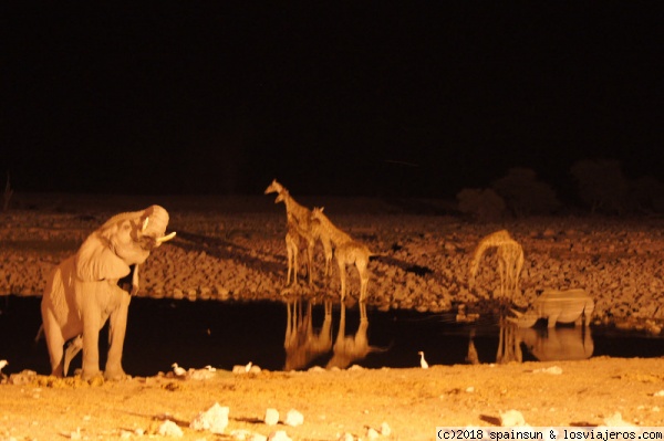 Elefantes, Jirafas y un Rinoceronte en la charca de Okaukuejo, Etosha
Elefantes, Jirafas y un Rinoceronte en la charca de Okaukuejo, en el Parque Nacional de Etosa
