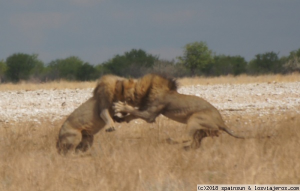Dos grandes leones peleando por una hembra - Etosha
Dos grandes leones peleando por una hembra cerca de la charca de Gemsbokvlakte
