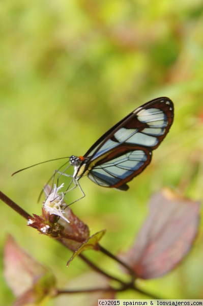 Mariposa de alas azules -Reserva de Palo Seco-La Amistad- Bocas del Toro
Subiendo por la carretera que une Bocas con Chiriquí, dentro de la reserva de la Biosfera de Palo Seco-La Amistad, no sencontramos variso saltos de agua llamados 