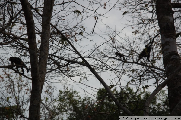 Familia de monos aulladores -Isla de Boca Brava- Chiriquí
Familia de monos aulladores en el espeso bosque de la Isla de Boca Brava. Era un grupo de unos 8 o nueve adultos y 5 bebes. Como me picaron los mosquitos mientras hacia la foto.
