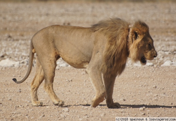 León herido en una pelea - Charca de Gemsbokvlakte - Etosha
León herido en una pelea por una hembra con otro macho. El león lleva collar de geolocalización.
