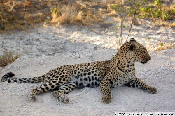 Leopardo en el camino a Halali - Etosha
Leopardo descansando junto al camino de Halali. Con lo dificl que son localizarlos y este nos sale al paso.
