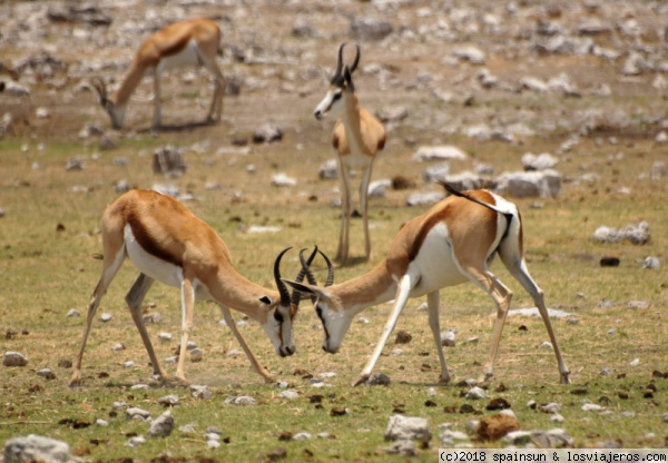 Antílopes luchando - Halali, Etosha
Un par de machos discutiendo por la chica del fondo. O simplemente limando diferencias.
