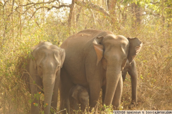 Elefantes Asiaticos salvajes - Parque Nacional de Mudumalai, Tamil Nadu
Elefantes Asiaticos salvajes en el Parque Nacional de Mudumalai
