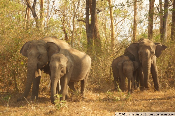 Elefantes en Mudumalai National Park - Tamil Nadu - Viajar a Tamil Nadu: qué Ver, Rutas, Alojamiento, Transporte