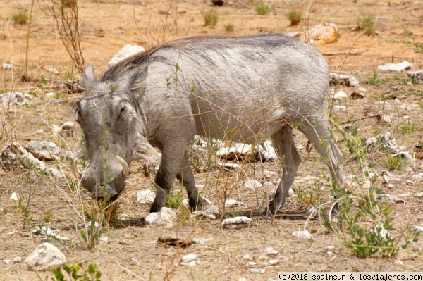 Facochero (jabalí africano) - Etosha
Nuestros amigo Pumba apareció cuando ya estabamos fuera del parque, en la carretera de acceso.
