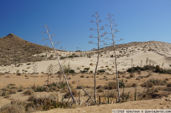 Pitas, Parque Nacional de Cabo de Gata-Nijar - Almeria
Las famosas pitas del Parque Nacional de Cabo de Gata-Nijar han sido protagonistas de muchas películas y testigos del clima inhospito de este lugar durante siglos.. sin embargo están desapareciendo atacadas por una plaga de gorgojo.
