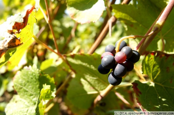 Uva Pinot Noir - Verzenay - Champagne
Estas son uvas pinot noir que se han quedado atrás en el viñedo del Moulin de Verzenay. Es la otra uva tinta que se usa para hacer el champán.
