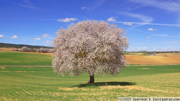 Llegó la primavera - Flor del Almendro
Llegó la primavera a lps campos de Castilla.
