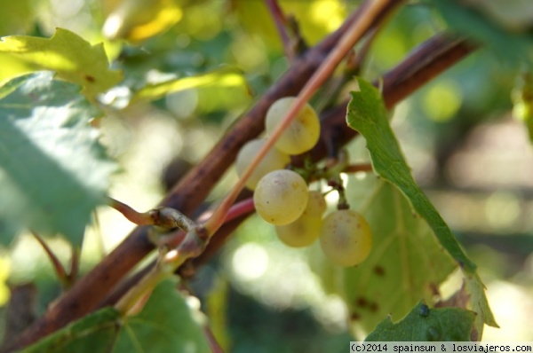 Uva Chardonnay - el alma del vino blanco de Borgoña
La uva Chardonnay es el alma del vino blanco de Borgoña. Borgoña produce vinos tintos, a base de uvas pinot noir y de gamay y vinos blancos, a base de cepas chardonnay y aligoté.
