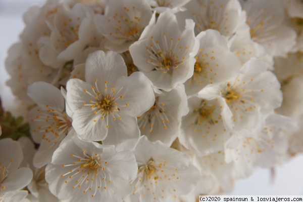 Cerezos en Flor - España
Los cerezos  son uno de los primeros arboles frutales en florecer. Suelen teñir de blanco o rosado los paisajes en el mes de marzo. En el Valle del Jerte (Cáceres) son un espectáculo.
