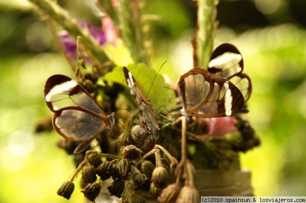 Mariposas de alas transparentes - Greta Oto
Greta Oto es una mariposa que habita en el centro y norte de Amercia. Granja de mariposas en las faldas del Volcan Arenal.
