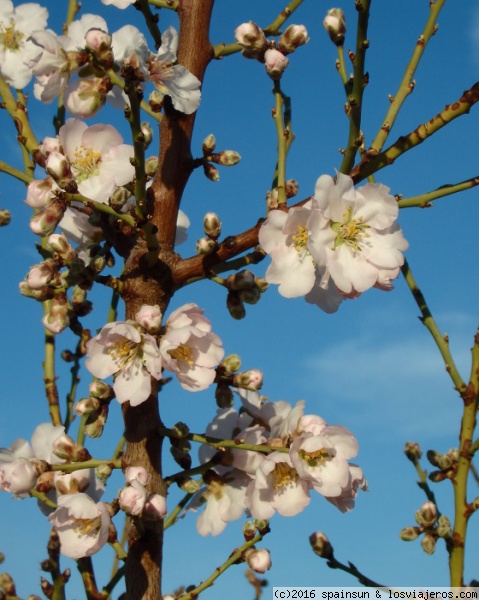 Almendros en flor en Cuenca
Desde tiempos de los visigodos, no se habían visto almendros en flor en Cuenca en enero. Este año están floreciendo casi todos.
