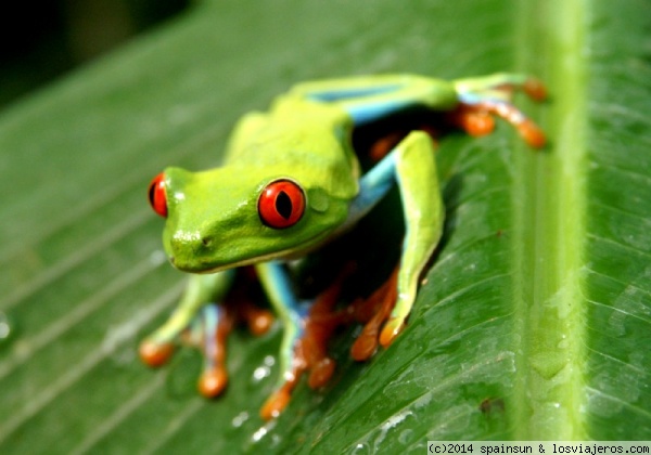 Biodiversidad en Centroamérica (2)