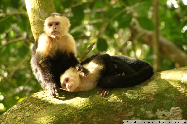 Monos Parque Nacional de Manuel Antonio
NO os fieis de estos carablanca, aunque parezcan mansos no lo son. Expertos ladrones de mochilas y pendencieros.
