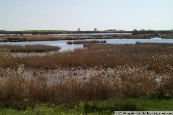 Las Tablas de Daimiel llenas de agua
Por fin se ven las charcas de Las Tablas, repletas de agua. El parque Nacional esta como no se recordaba en los ultimos años... y también pletórico de visitantes.
