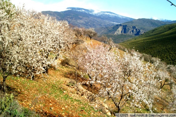 Flor de Almendro en la Alpujarra - Granada
Los almendros florecen durante el suave invierno en la Alpujarra, a la primeras semanas de buen tiempo. Es un espectáculo que comienza a las orillas del mar y que a lo largo de unos dos meses sube las sierras de Lújar y la Contraviesa y se encarama hasta Sierra Nevada.
