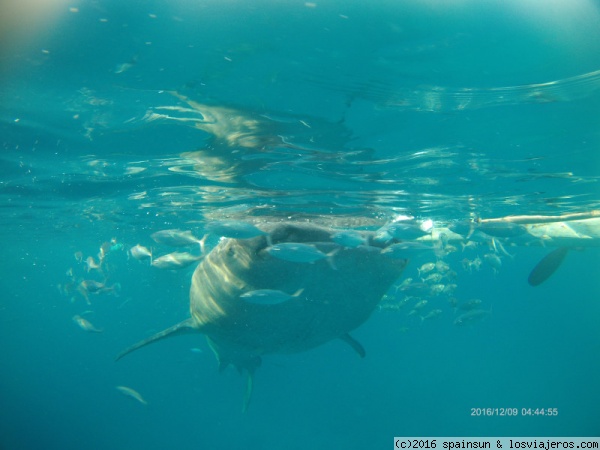 Tiburon Ballena visto de frente, Oslob, Isla de Cebu
Un tiburon ballena visto de frente, con su enorme boca aspirando el agua.
