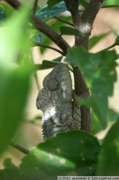 Camaleón camuflado - P.N. Isialo
Este ademas de camuflado, estaba escondido
