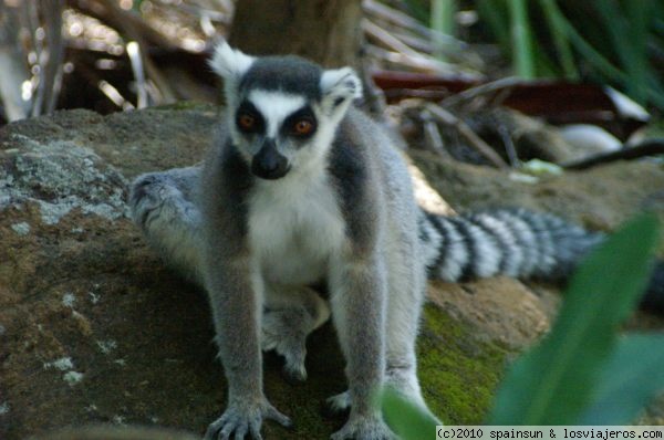 Maki - Lemures
El maki es posiblemente uno de los lemures mas mansos y sociables.

