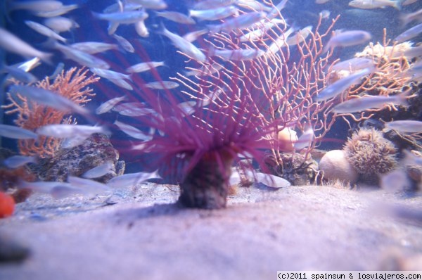Acuarium - Piran
Acuario de Piran. Tiene sobre todo peces locales, incluidos rayas y pequeños tiburones.
