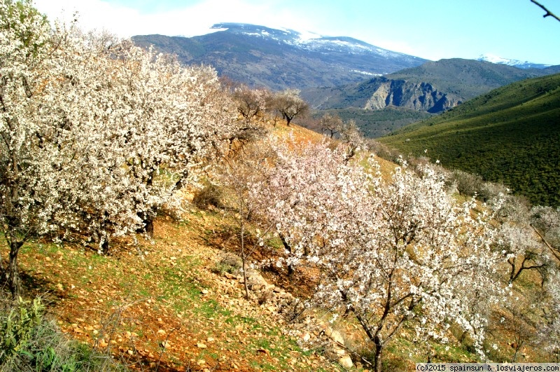Floración de los Almendros al Sur de Granada (1)