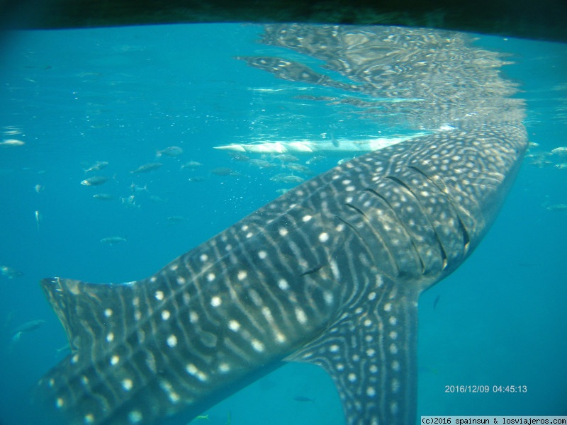 Opiniones Vuelos Internos Filipinas en Sudeste Asiático: Nadando con Tiburones Ballena, Oslob, Isla de Cebu