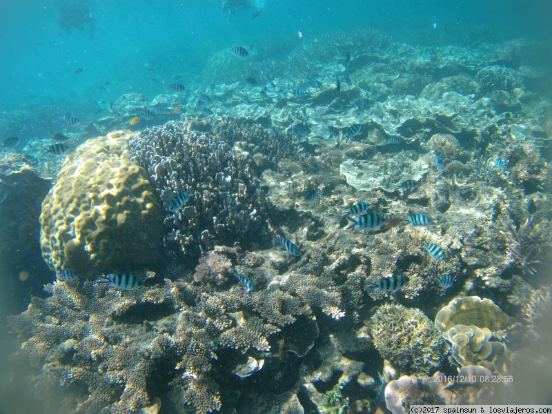 Viajar a  Filipinas: Pesca Submarina - Mil peces de colores en el arrecife - Port Barton, Palawan (Pesca Submarina)