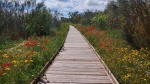 Primavera en las Tablas de Daimiel
Tablas de Daimiel, Ciudad Real, parque Nacional