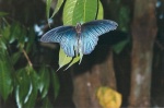 Mariposa gigante - Birmania