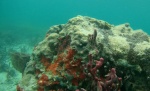 Corales en Cayo Coral - Isla de Bastimentos - Bocas del Toro
Panamá, Bocas del Toro, Isla de Bastimentos, Bastimentos, Cayo Coral, Snorkel, buceo