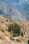 Vegetacion del Cañon del Colca
Peru, Colca, Cañon