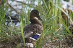 Pato, Charca de Suárez, Motril, Granada