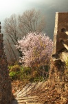 Almedro en Flor - Bubión, Alpujarra, Granada