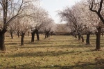 Almons Blosson in Guadalajara