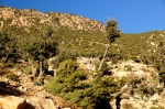 Arboles y flora en las estribaciones del Atlas
Marruecos, Alto Atlas, Ruta del Valle del Tassout, R307