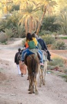 Paseo en camello por el palmeral de Skoura