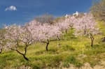 Almendros en Flor en Polopos - Granada
Granada, Alpujarra, Almendros en flor, Almendros, flor