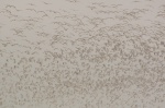 Gaviotas a millones - Costa de los esqueletos
Namibia, Costa de los Esqueletos, pájaros