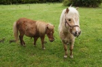 Ponys - Killarney - Condado de Kerry