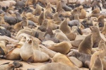 Colonia de Focas en Cabo Cross, Costa de los Esqueletos
Namibia, Costa de los Esqueletos, Cape Cross